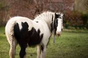 Jument irish cob pie noir et blanc 