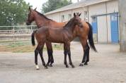 Foal femelle 2026, jument d'avenir