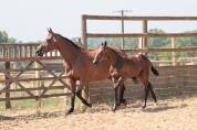 Foal femelle 2026, jument d'avenir