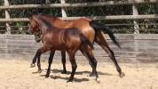 Foal femelle 2026, jument d'avenir