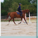 Mare Selle Fran&ccedil;ais For sale 2018 Chesnut