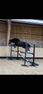 Poney D 3 ans 