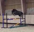 Poney D 3 ans 