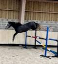 Poney D 3 ans 