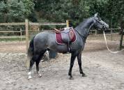 Poney D 3 ans 