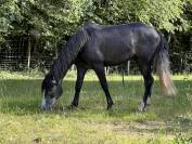 Poney D 3 ans 