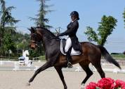 Hongre - KWPN - 14 ans - Dressage / PSG - France