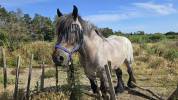 Cheval de trait auxois