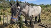Cheval de trait auxois