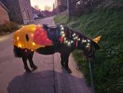 Superbe ponette assurance vie