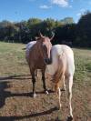 jument appaloosa plein papier am&eacute;ricain &agrave; vendre