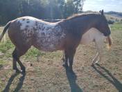 jument appaloosa plein papier am&eacute;ricain &agrave; vendre