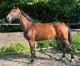 Splendide jument 6 ans, sBs, +- 1m62