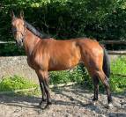 Splendide jument 6 ans, sBs, +- 1m62