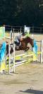 Poney de sport 