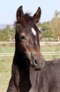Poulain Loveur de Startup