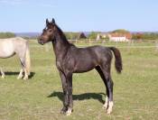 Poulain Loveur de Startup