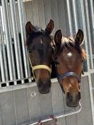 Pension chevaux 