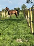 Pension chevaux 