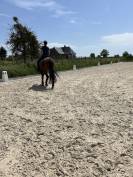 Pension chevaux 