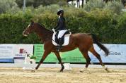 Vendo splendido Cavallo  