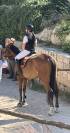 Vendo splendido Cavallo  