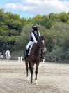 Vendo splendido Cavallo  