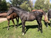 Poulain SF 