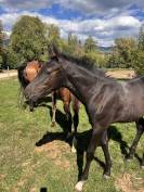 Poulain SF 