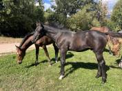 Poulain SF 