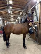 Poney de sport 