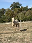 Entier OC palomino 2024 par Ugario des Dieux 
