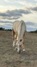 Entier OC palomino 2024 par Ugario des Dieux 