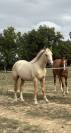 Entier OC palomino 2024 par Ugario des Dieux 