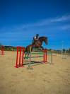 Hongre-Selle Fran&ccedil;ais-9 ans-CSO-CCE-Dressage-France 