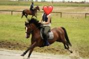 Poney de sport 
