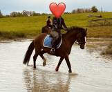 Poney de sport 