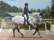 Cheval PRE plein papier 