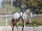 Cheval PRE plein papier 