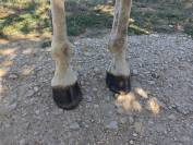 Cheval PRE plein papier 