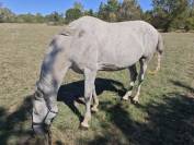 Cheval PRE plein papier 