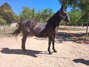 Poney D club 