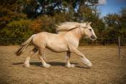 Pouliche palomino Drum Horse Irish x Clydesdale 2 ans 