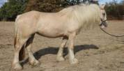 Pouliche palomino Drum Horse Irish x Clydesdale 2 ans 