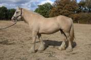 Pouliche palomino Drum Horse Irish x Clydesdale 2 ans 