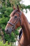 Jument - Selle Fran&ccedil;ais - 4 ans - CSO - Hunter - France