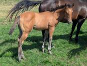 Pouliche Quarter Horse dun 96% fondation