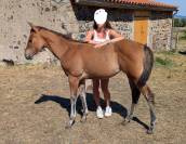 Pouliche Quarter Horse dun 96% fondation