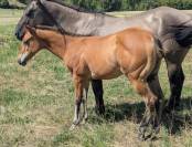 Pouliche Quarter Horse dun 96% fondation