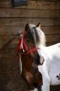 Poney type shetland 